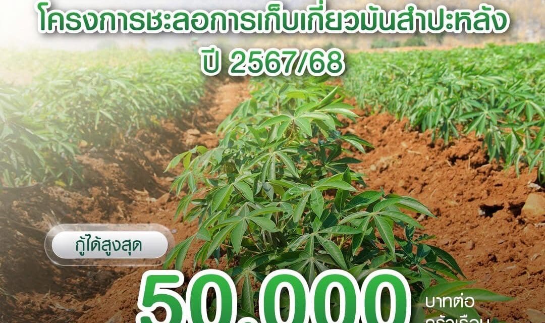 ธ.ก.ส. เดินหน้าโครงการชะลอเก็บเกี่ยวมันสำปะหลัง พร้อมขยายเวลาชำระหนี้  เพิ่มเงินทุนหมุนเวียนช่วยเหลือเกษตรกร