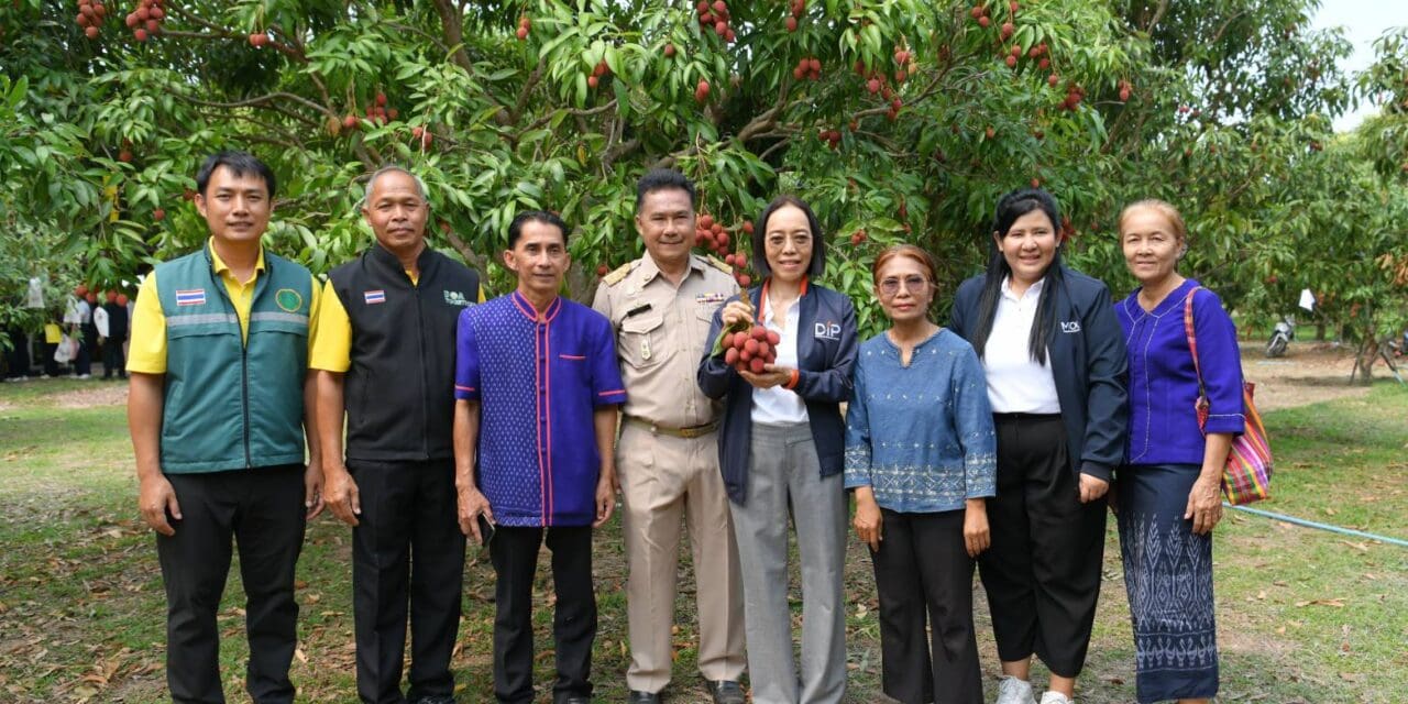 กรมทรัพย์สินทางปัญญาลงพื้นที่แหล่งผลิต  “ลิ้นจี่นครพนม” ผลไม้ GI สินค้าดีเมืองพระธาตุพนม  จับมือกลุ่มพันธมิตร Tops Market ขยายช่องทางการตลาด