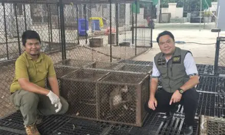 กรมอุทยานฯร่วมมือเทศบาลเมืองลพบุรี ดักจับทำหมันลิงต่อเนื่อง เตรียมย้ายเข้าสถานที่อนุบาลแห่งใหม่ แก้ไขปัญหาลิงแบบเบ็ดเสร็จ